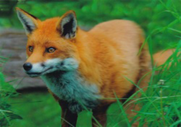 3D Postcard Red Fox $3.95